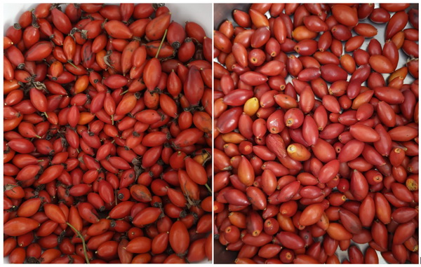 Hagebutten Konfitüre