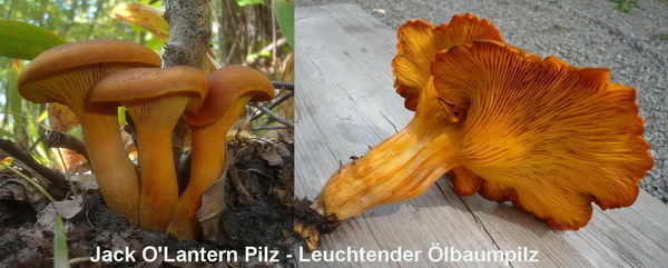 Jack O'Lantern Pilz - Leuchtender Ölbaumpilz