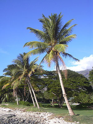 Kokosnuss Palme