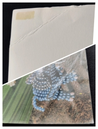 Perlentiere bunt & plastisch / I. Moras (Christophorus 1999)