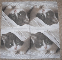 Servietten - Katze in Zeitung  (ca. 33cm Papierserviette)