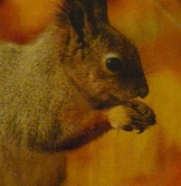 Servietten - Eichhörchen in braun (ca. 33cm Papierserviette)