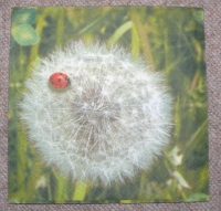 Servietten - Marienkäfer auf Löwenzahnblüte (ca. 33cm Papierserviette)