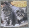 Servietten - 2 Katzen (ca. 25cm Cocktail-Papierserviette)