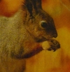 Servietten - Eichhörchen in braun (ca. 33cm Papierserviette)